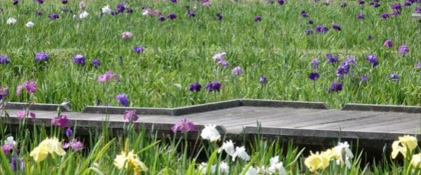 二見菖蒲園に行ってきました！