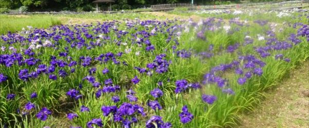 しょうぶ園を散策して来ました！