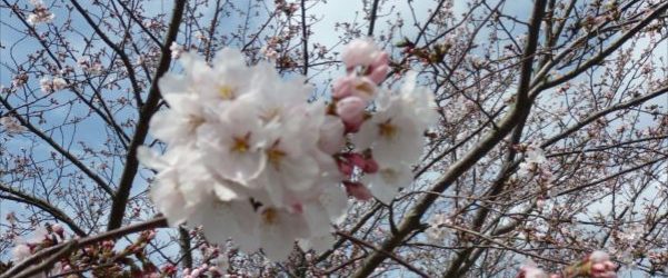 花見に行ってきました！