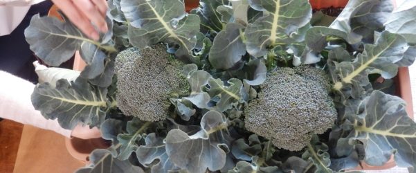 ブロッコリー収穫！！