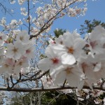 ３月下旬～４月上旬　桜花見