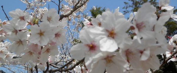 ３月下旬～４月上旬　桜花見!!