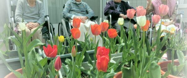 【特養ユニット型】チューリップが満開