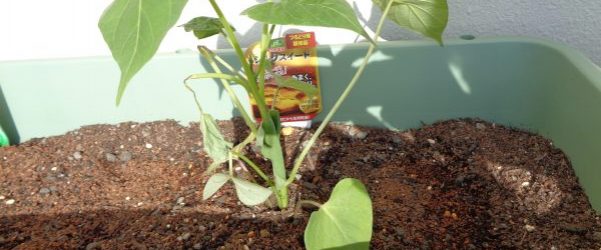 園芸クラブが始まりますよ