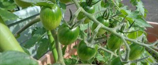 トマトが育ってきました