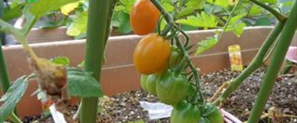 トマトが色づいてきました