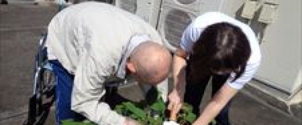 芋が育ってきたぞ🍠