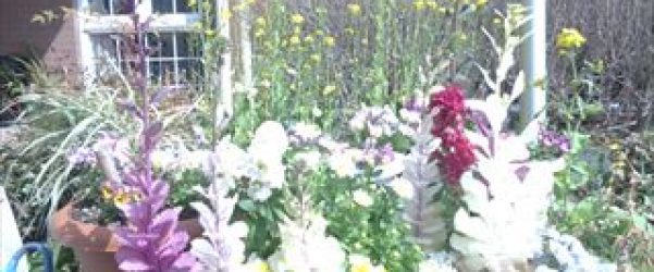 🌼春ですね🌷