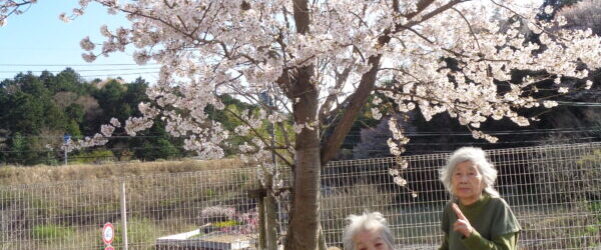 ディサービスで花見をしました🌸