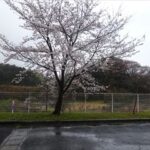 雨　( ꒪⌓꒪Ⅲ)