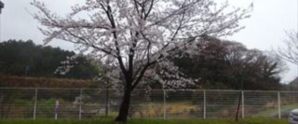 雨　( ꒪⌓꒪Ⅲ)